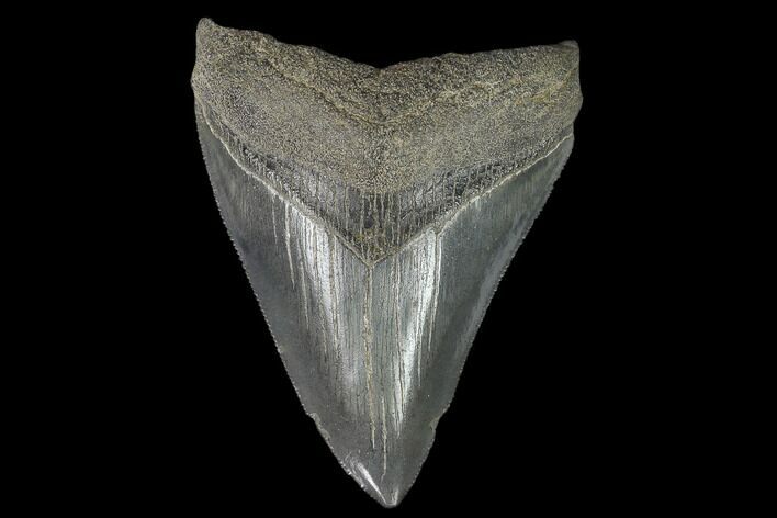 Serrated Fossil Megalodon Tooth #129983